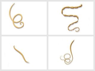 different types of worms