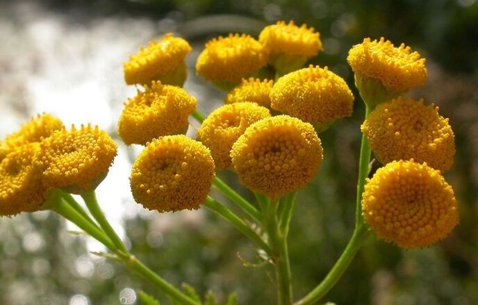 tansy to cleanse the body of parasites