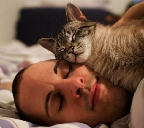 sleeping with a cat as the cause of the parasite invasion