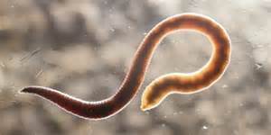 the type of worms