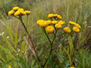 Effect of tansy worm infestations